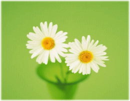 写真　白い菊の花