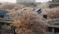 写真　病棟から見える景色　桜